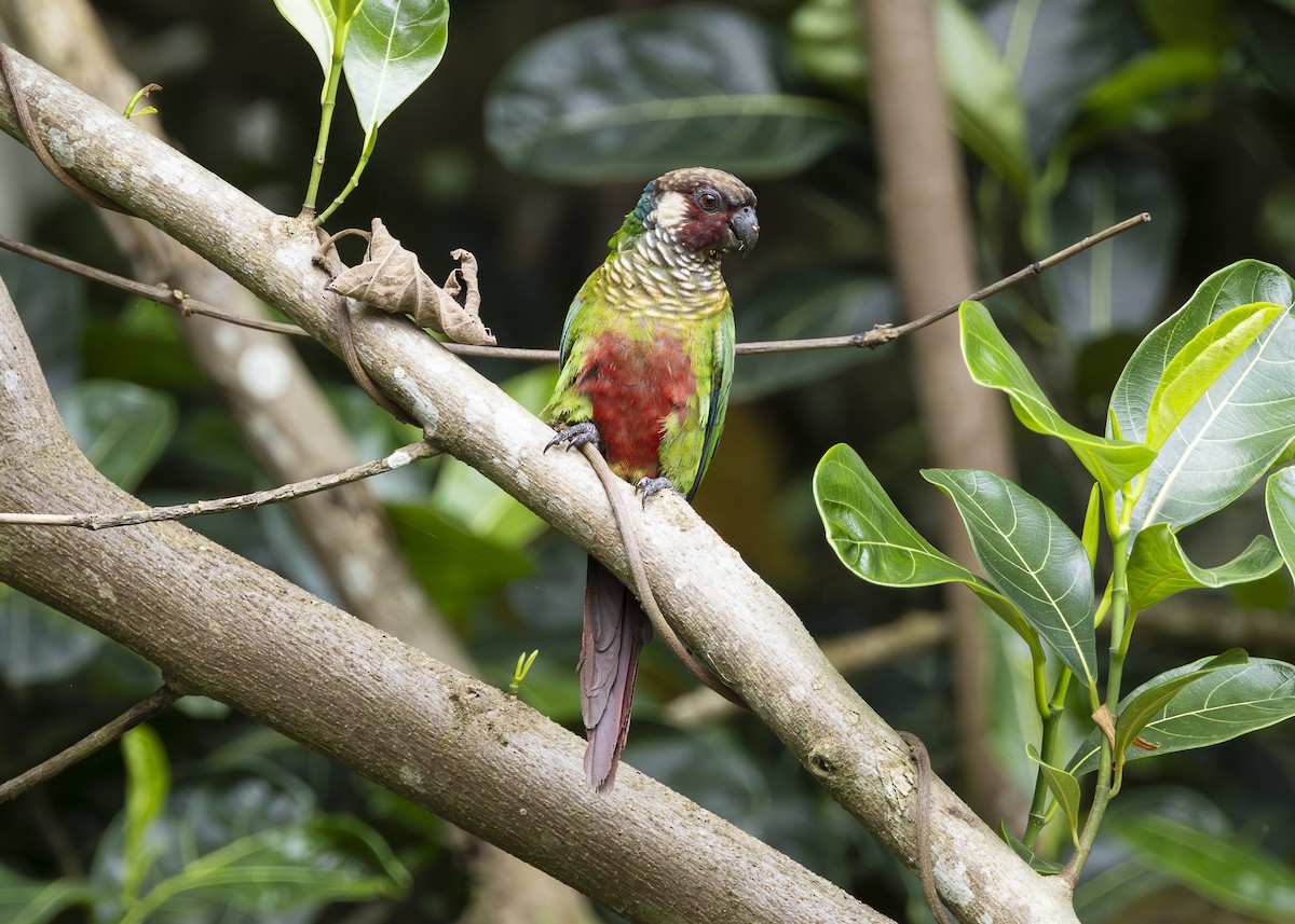 Maroon-faced Parakeet - ML646408961