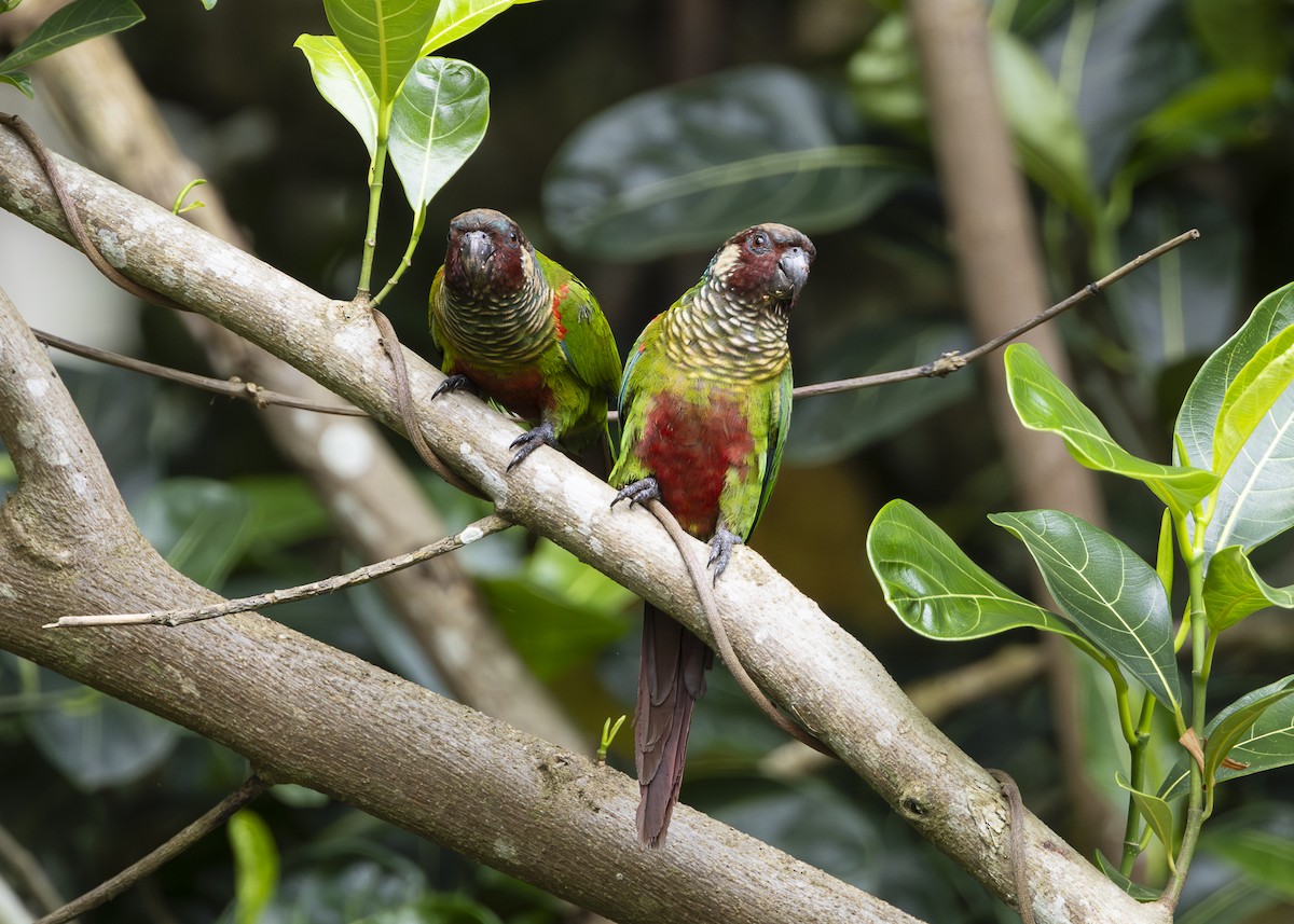 Maroon-faced Parakeet - ML646408962