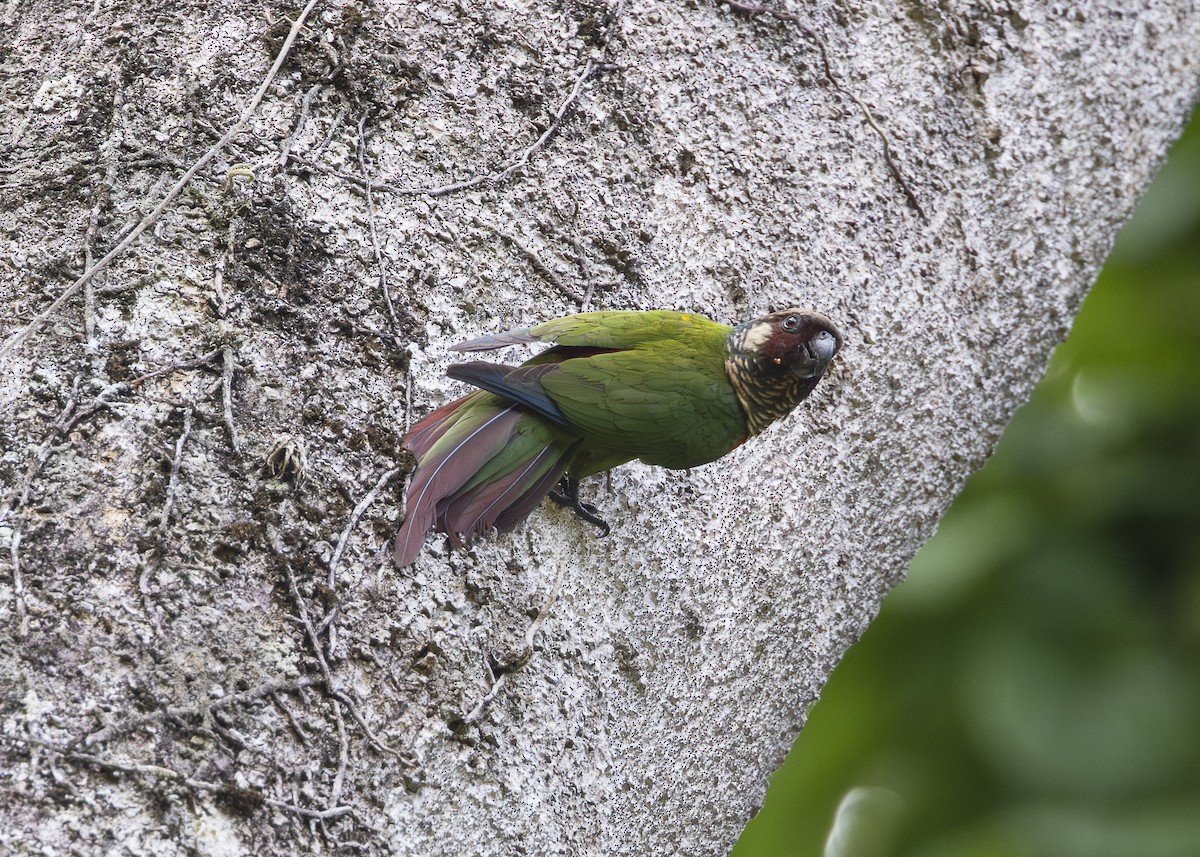 Maroon-faced Parakeet - ML646408964