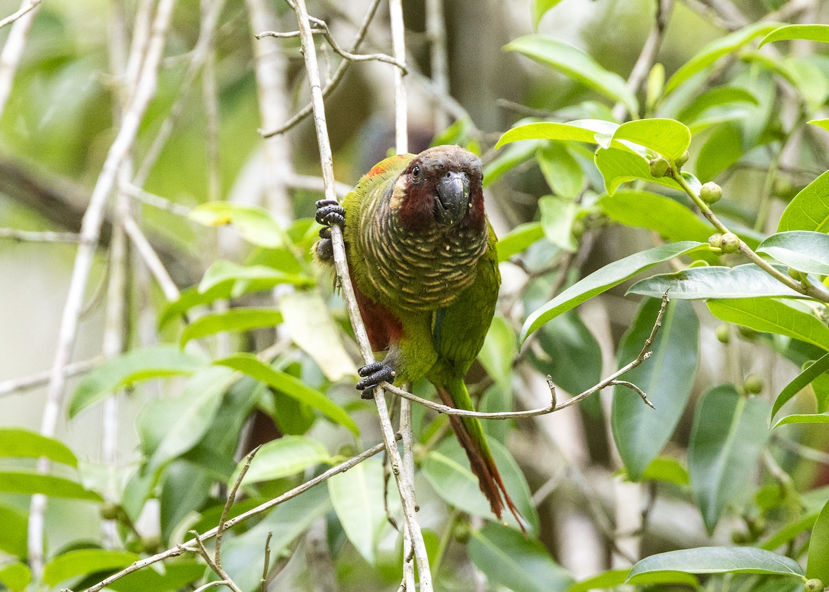 Maroon-faced Parakeet - ML646408965