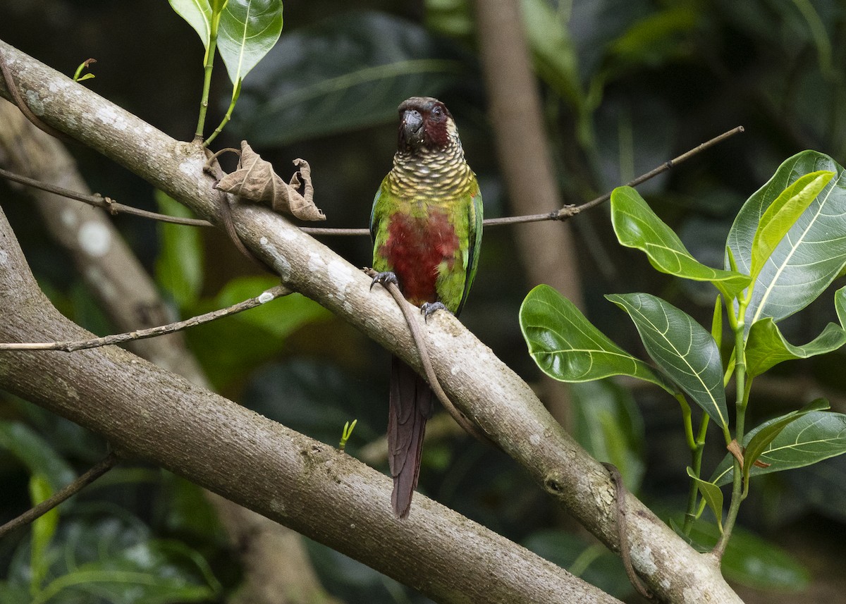Maroon-faced Parakeet - ML646408966