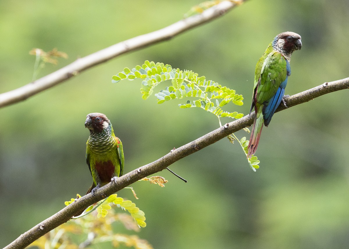 Maroon-faced Parakeet - ML646408967