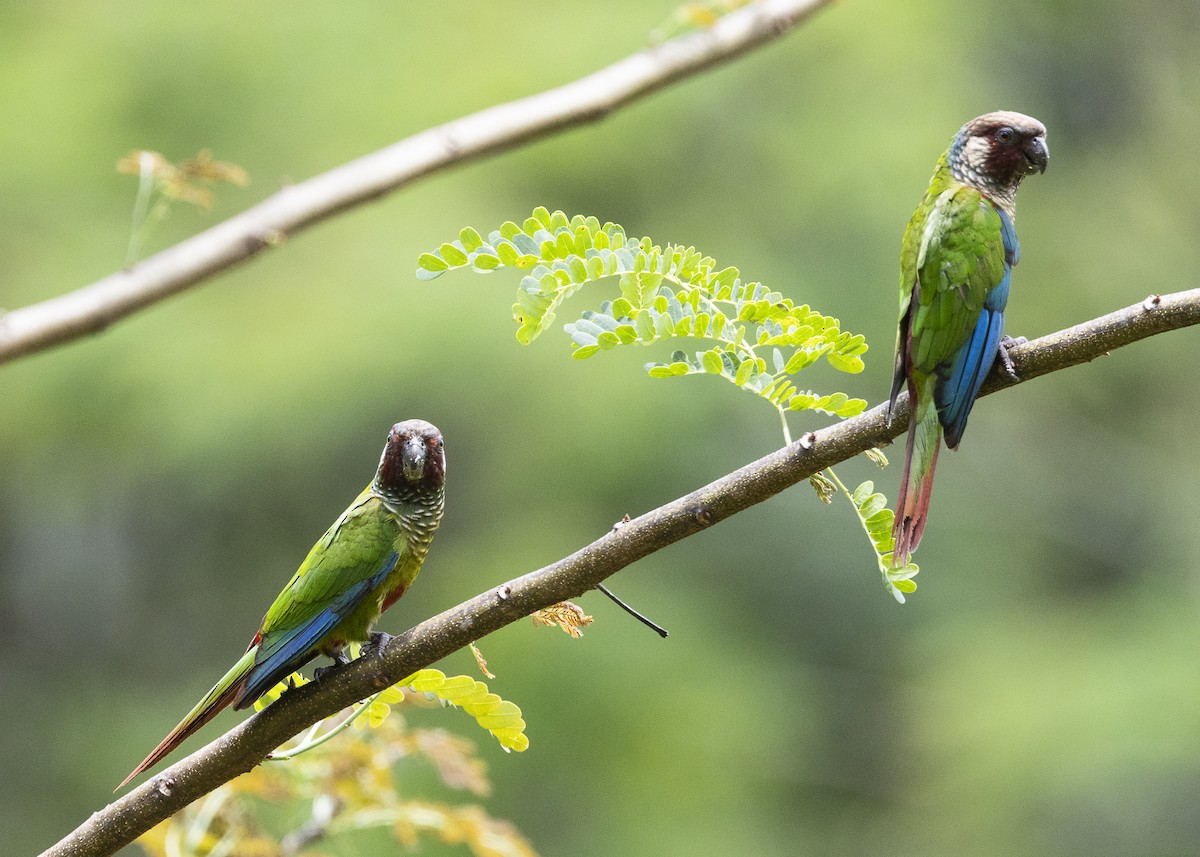 Maroon-faced Parakeet - ML646408968