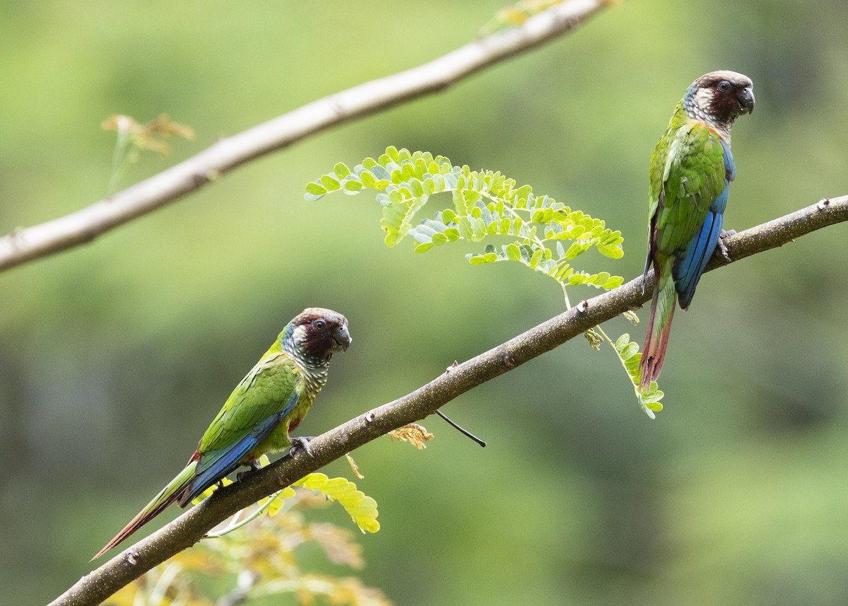 Maroon-faced Parakeet - ML646408969