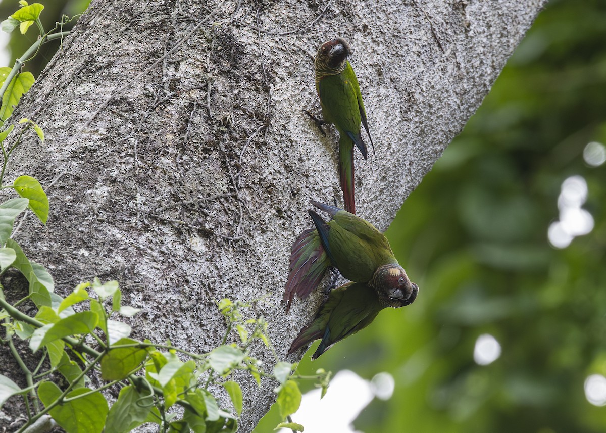 Maroon-faced Parakeet - ML646408970