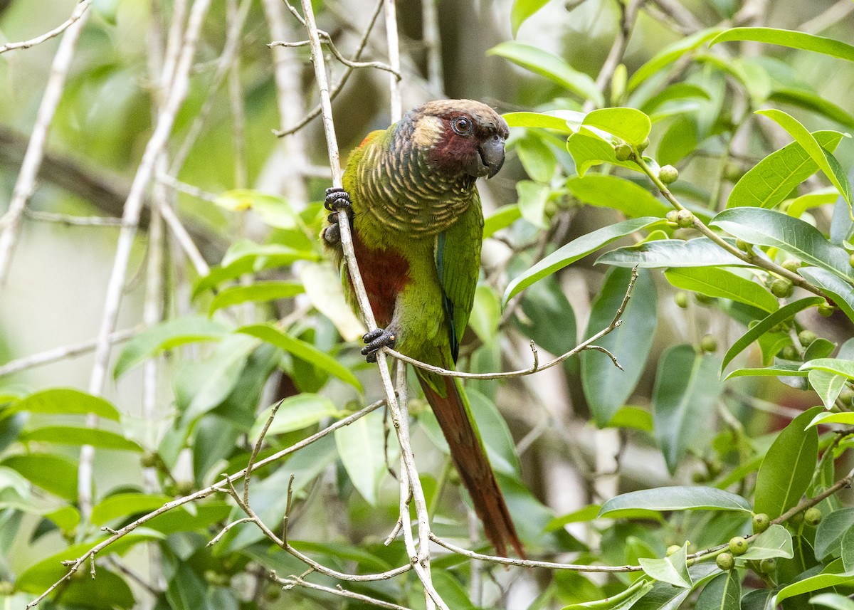 Maroon-faced Parakeet - ML646408971