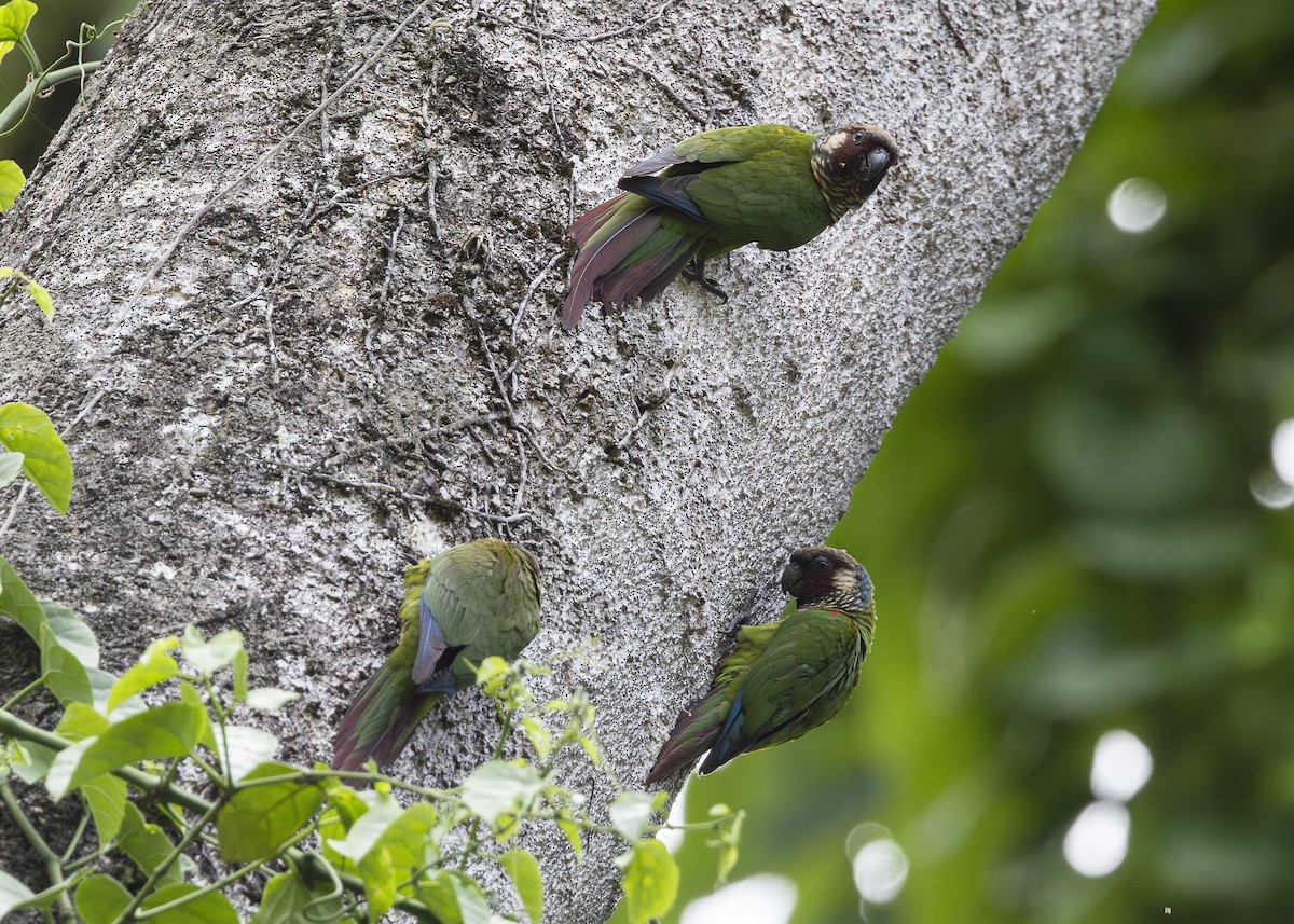 Maroon-faced Parakeet - ML646408972