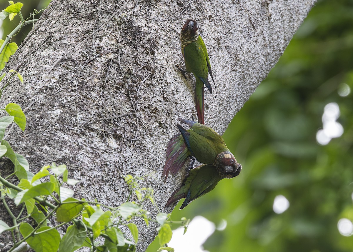 Maroon-faced Parakeet - ML646408973