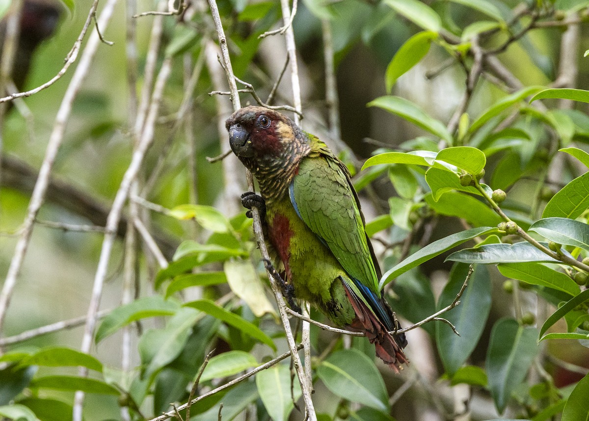 Maroon-faced Parakeet - ML646408974