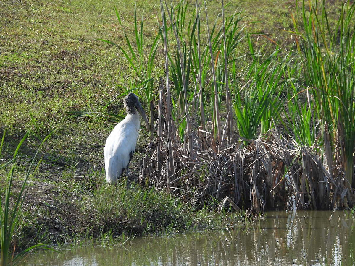 Wood Stork - ML646408975