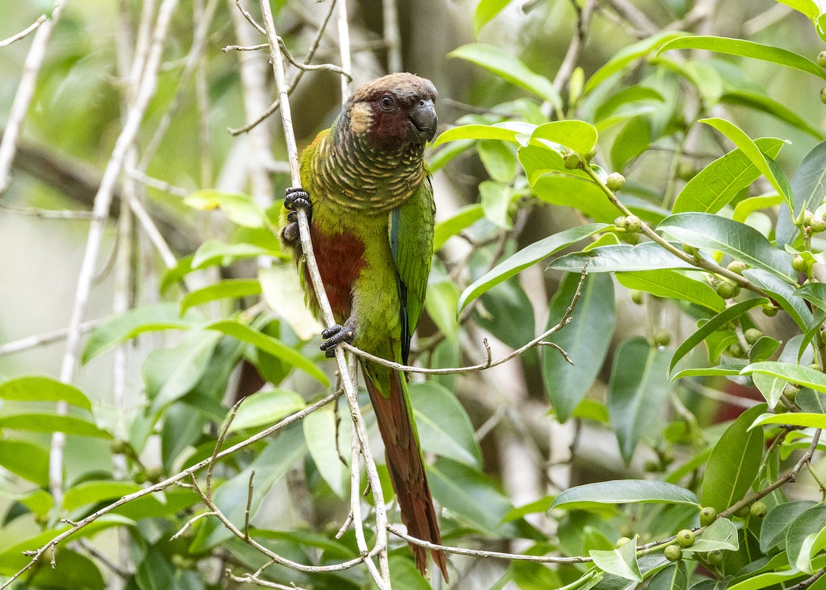 Maroon-faced Parakeet - ML646408976