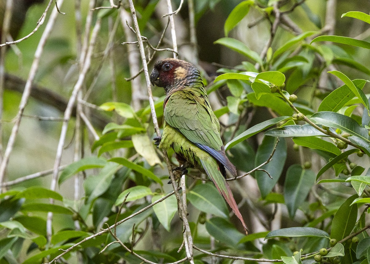 Maroon-faced Parakeet - ML646408977