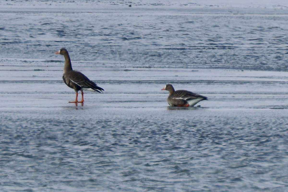 Blässgans - ML646408978