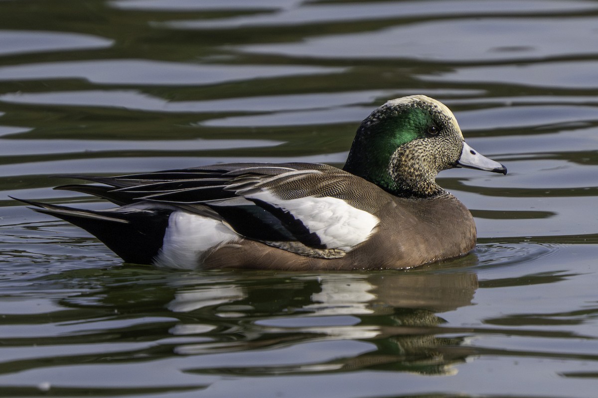 ברווז אמריקני - ML646408981