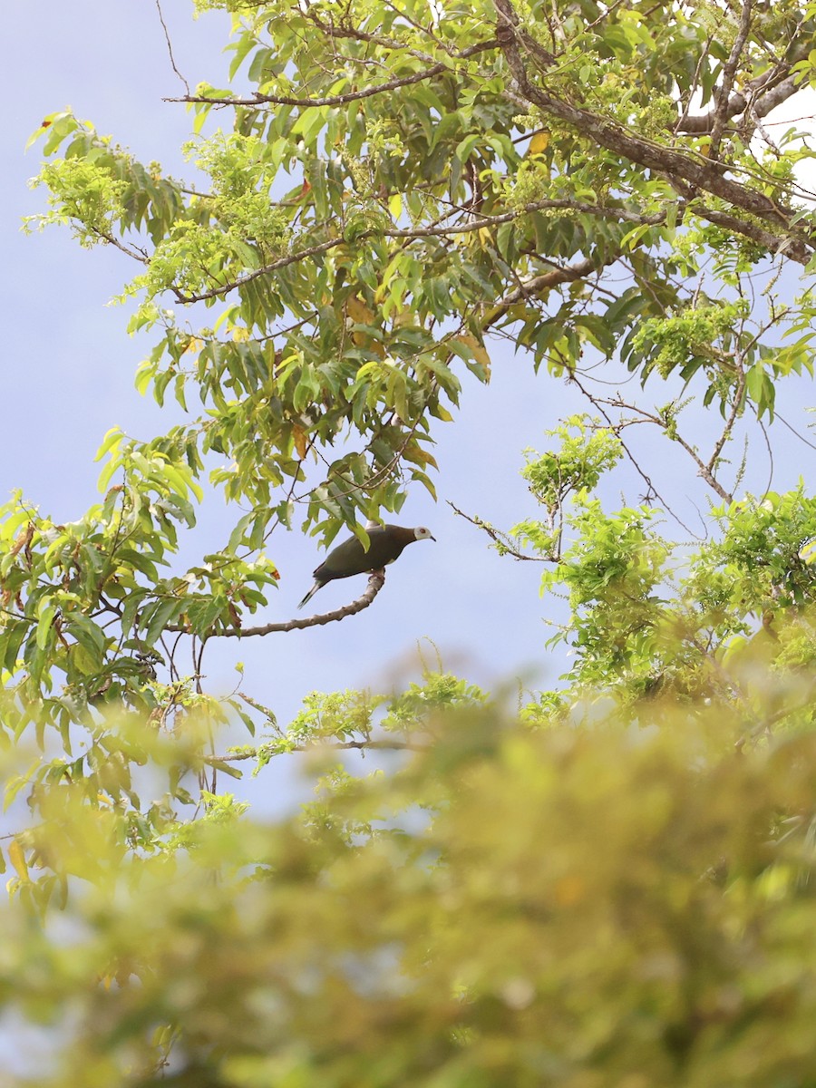 White-bellied Imperial-Pigeon - ML646408982