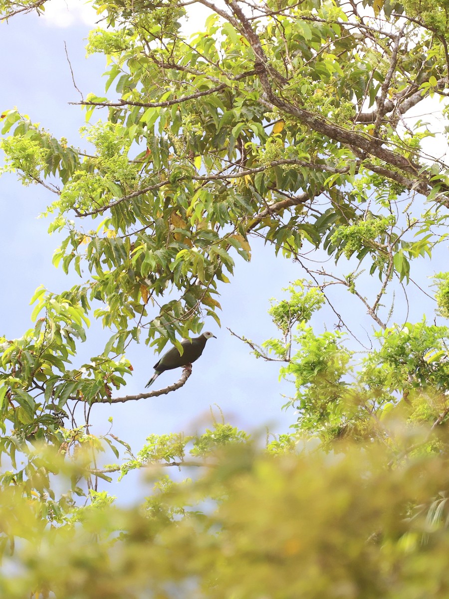 White-bellied Imperial-Pigeon - ML646408983