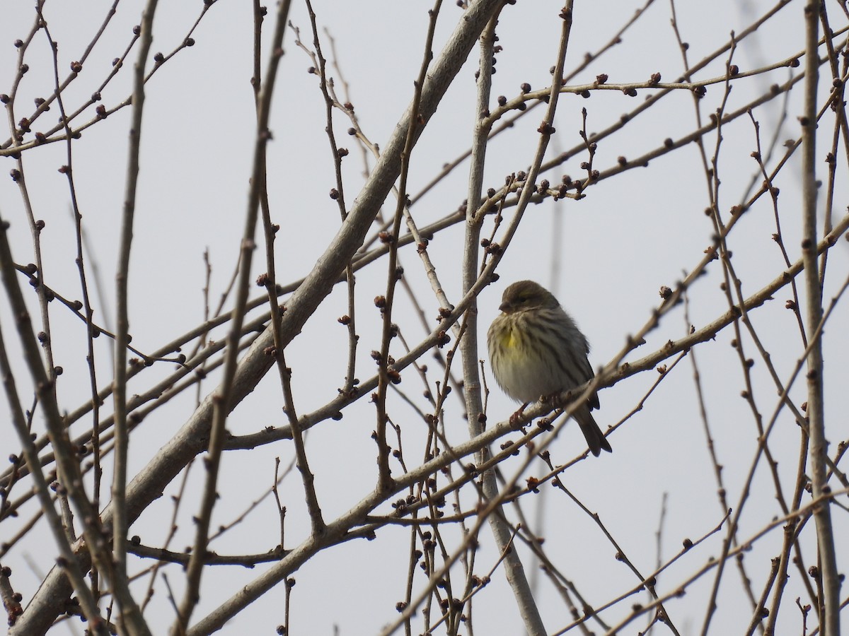 בזבוז אירופי - ML646408984