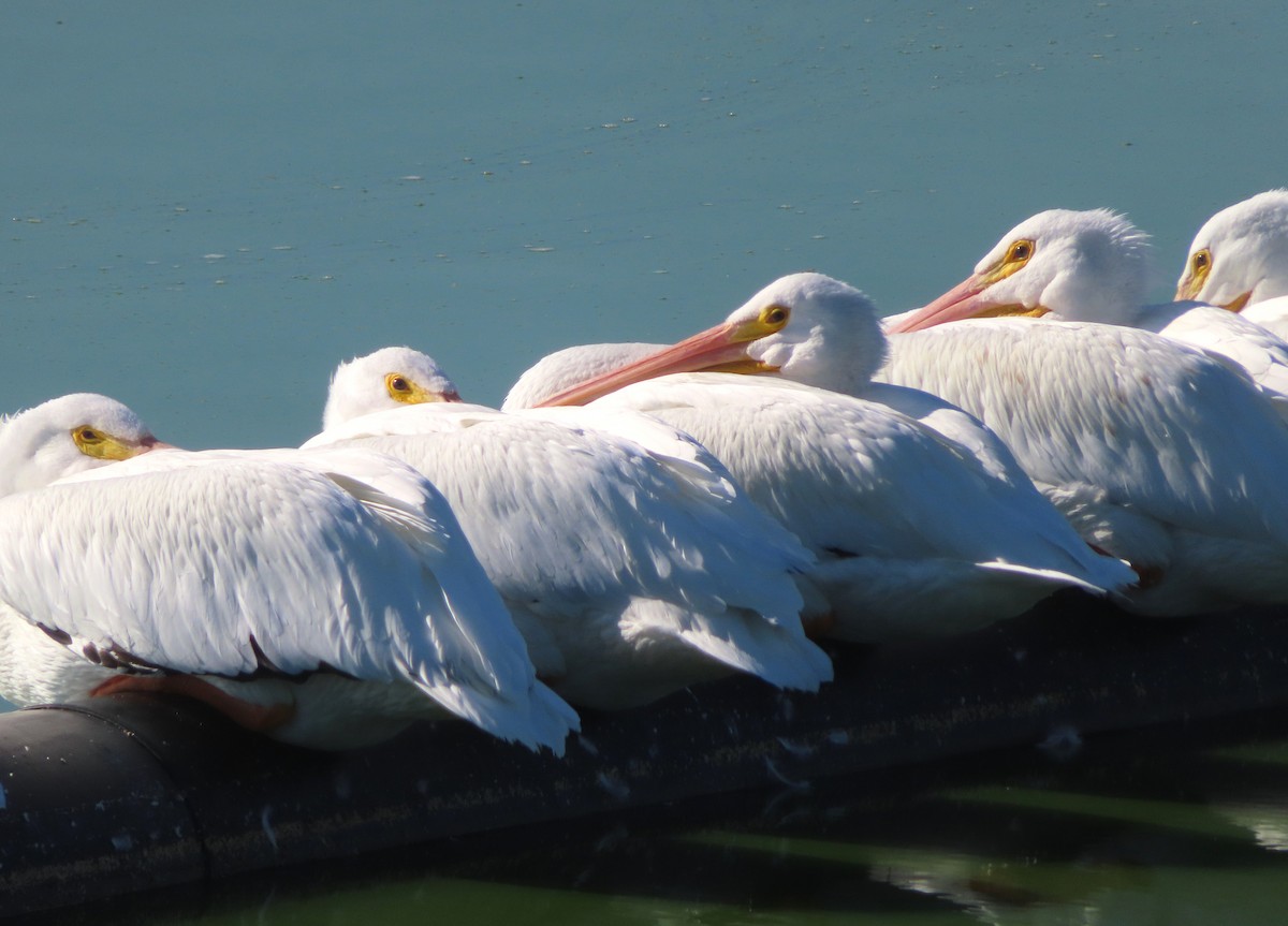 American White Pelican - ML646408989