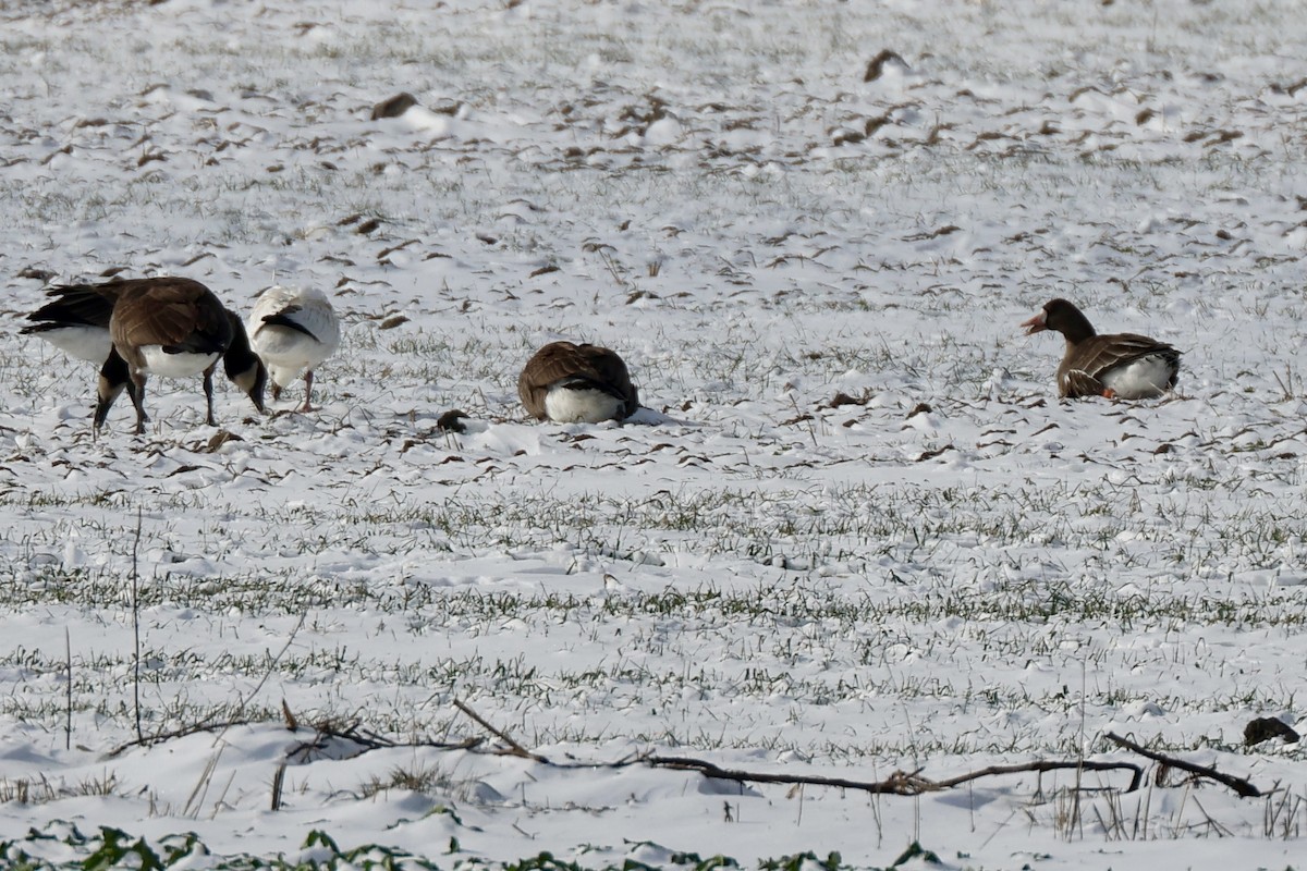 Blässgans - ML646408990