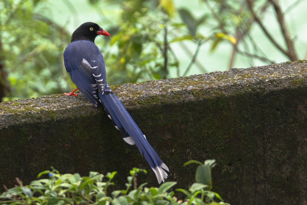 臺灣藍鵲 - ML646408991