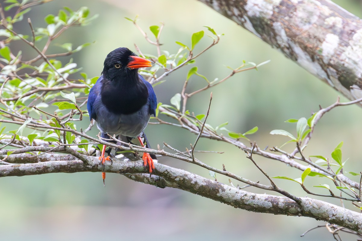 臺灣藍鵲 - ML646408992