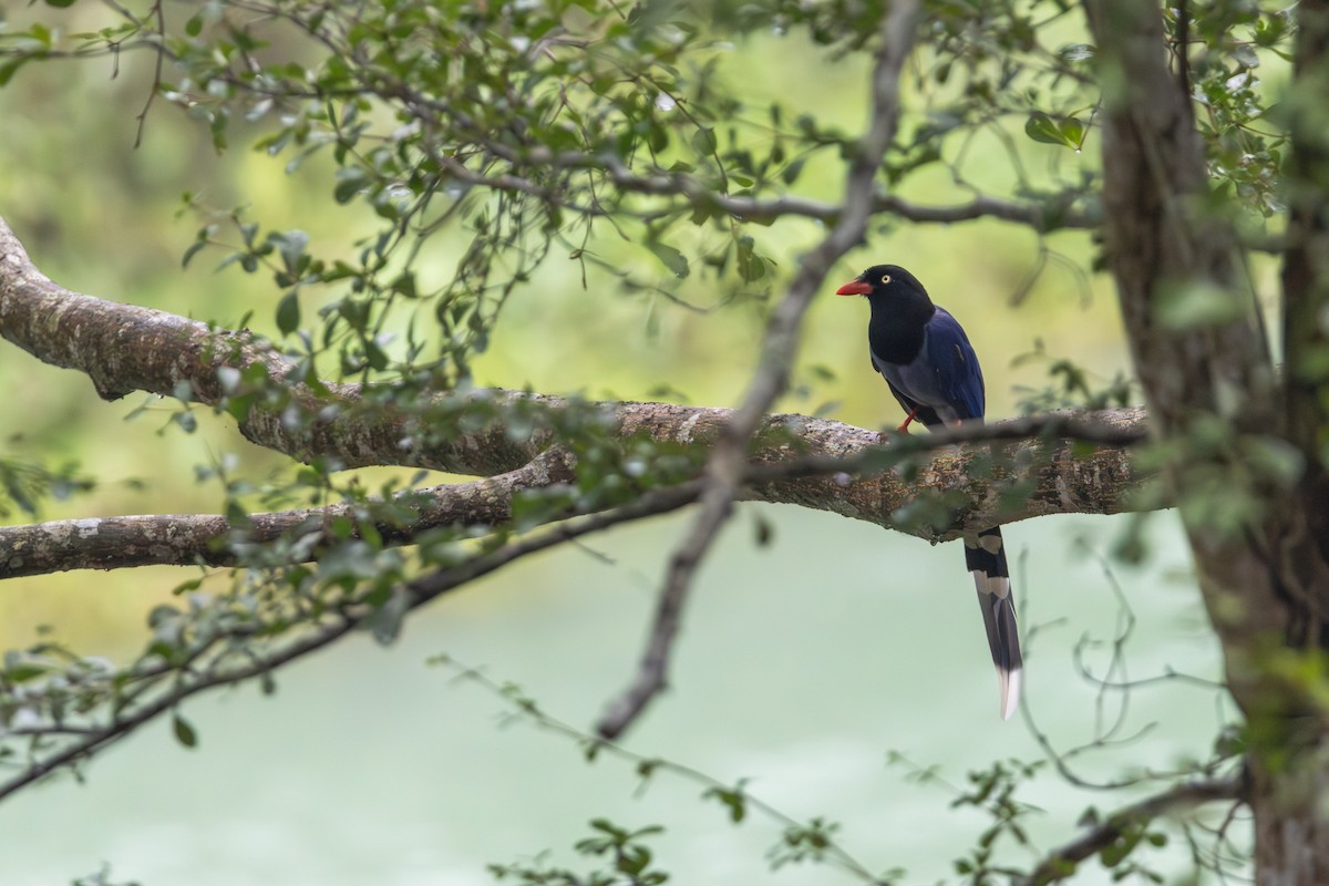 臺灣藍鵲 - ML646408993