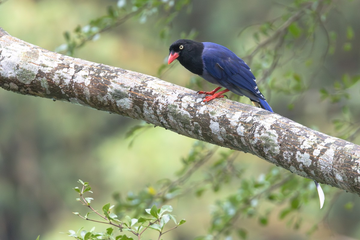 臺灣藍鵲 - ML646408994