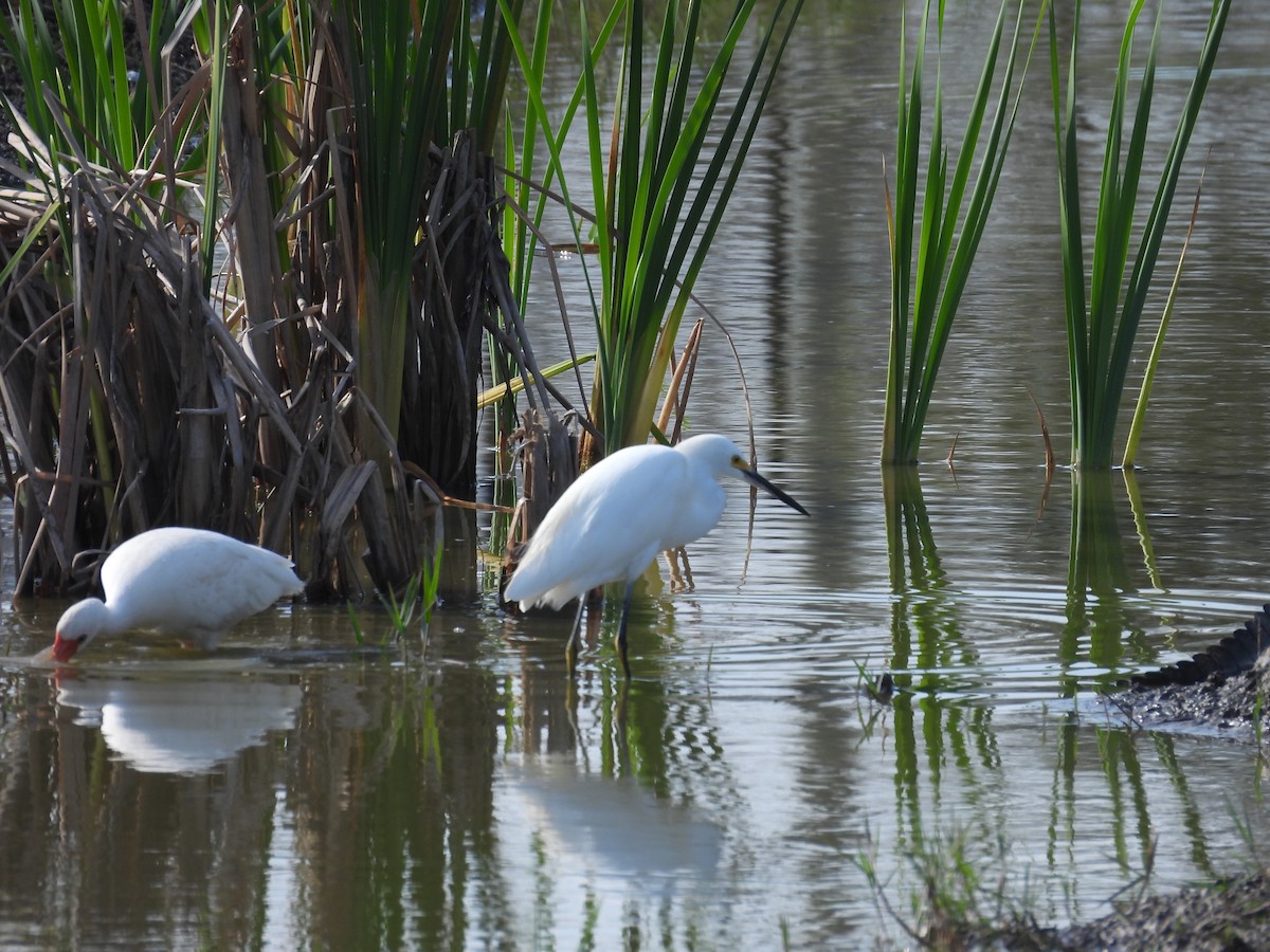 Snowy Egret - ML646408996