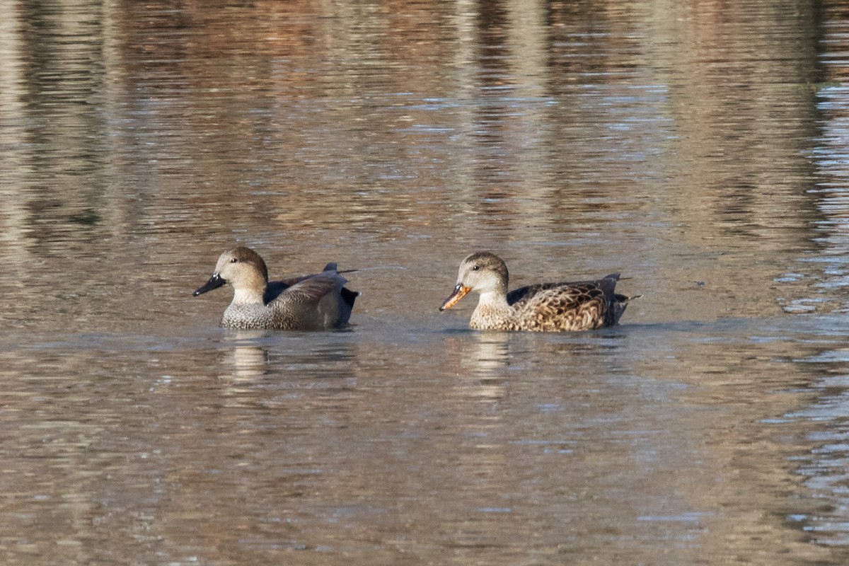 Gadwall - ML646408997