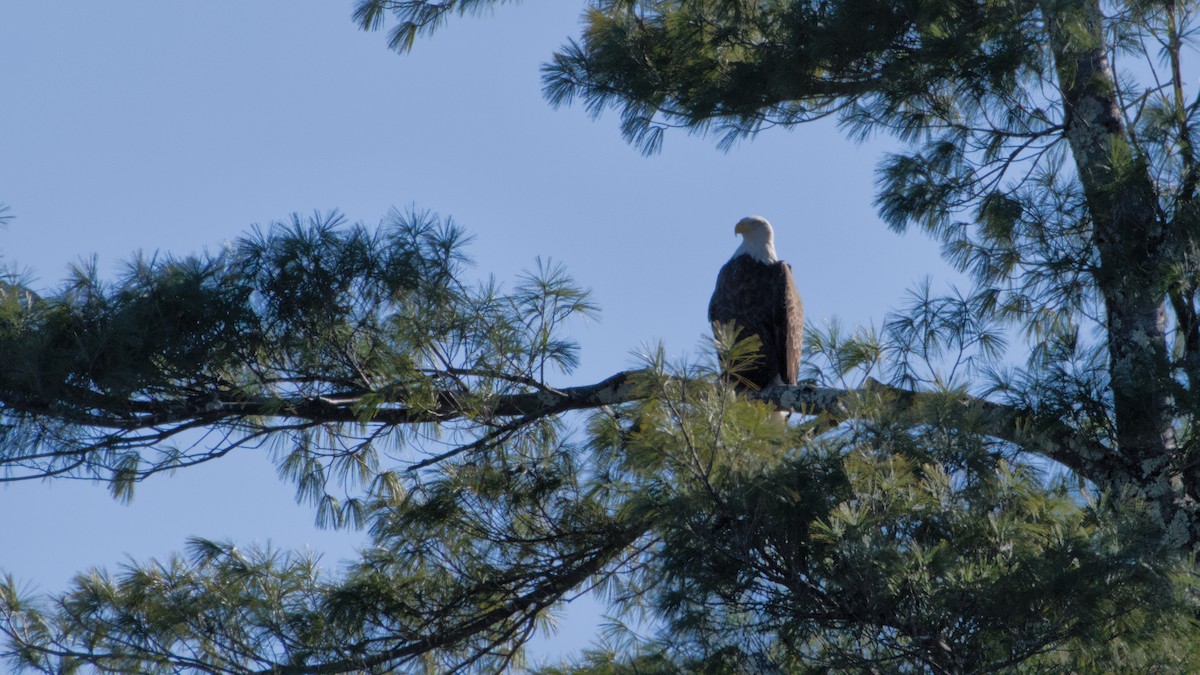 orel bělohlavý - ML646408999