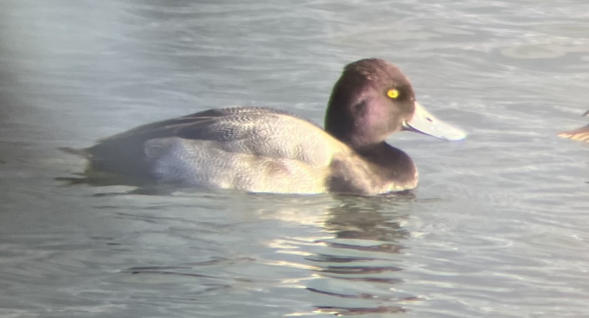 Murgilari txikia - ML646409000