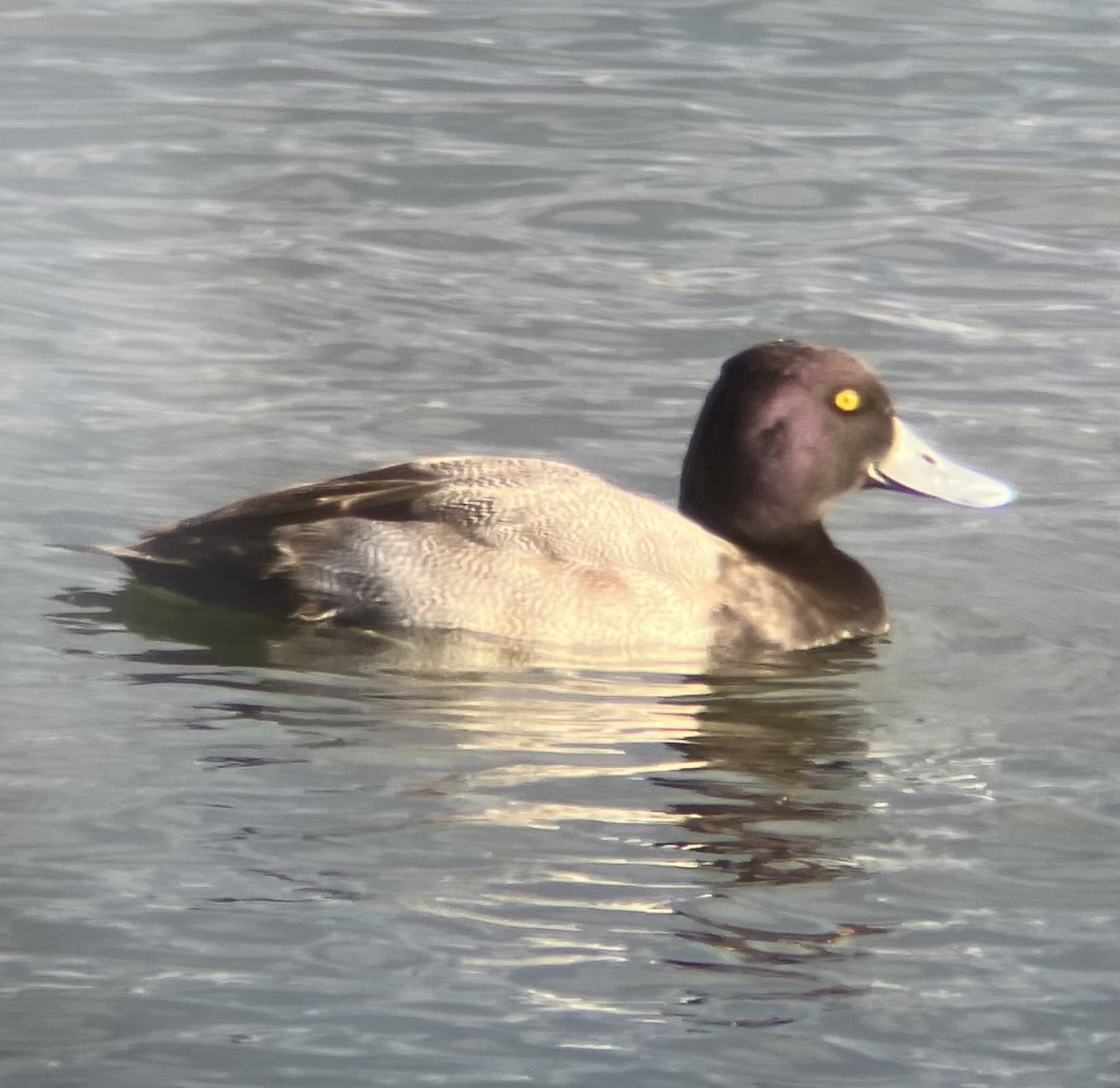 Murgilari txikia - ML646409001