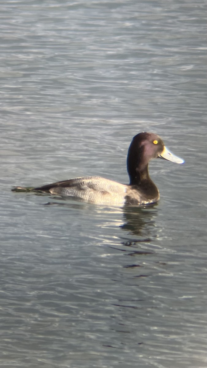 Murgilari txikia - ML646409002