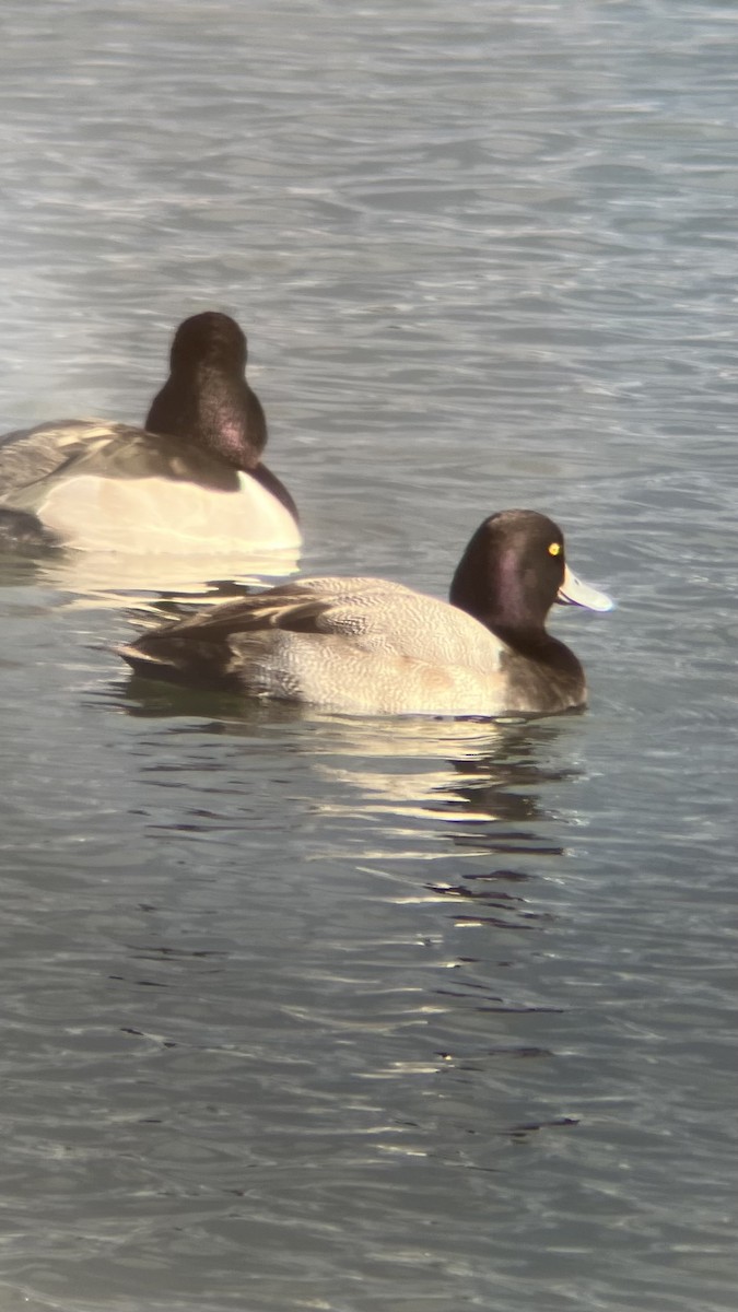 Murgilari txikia - ML646409003