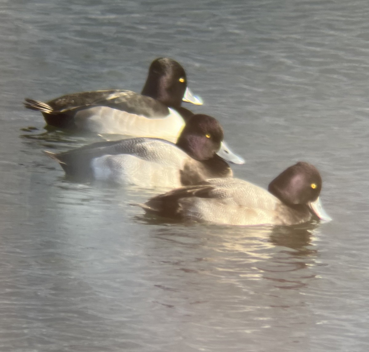 Murgilari txikia - ML646409004