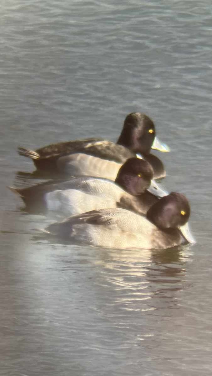 Murgilari txikia - ML646409005