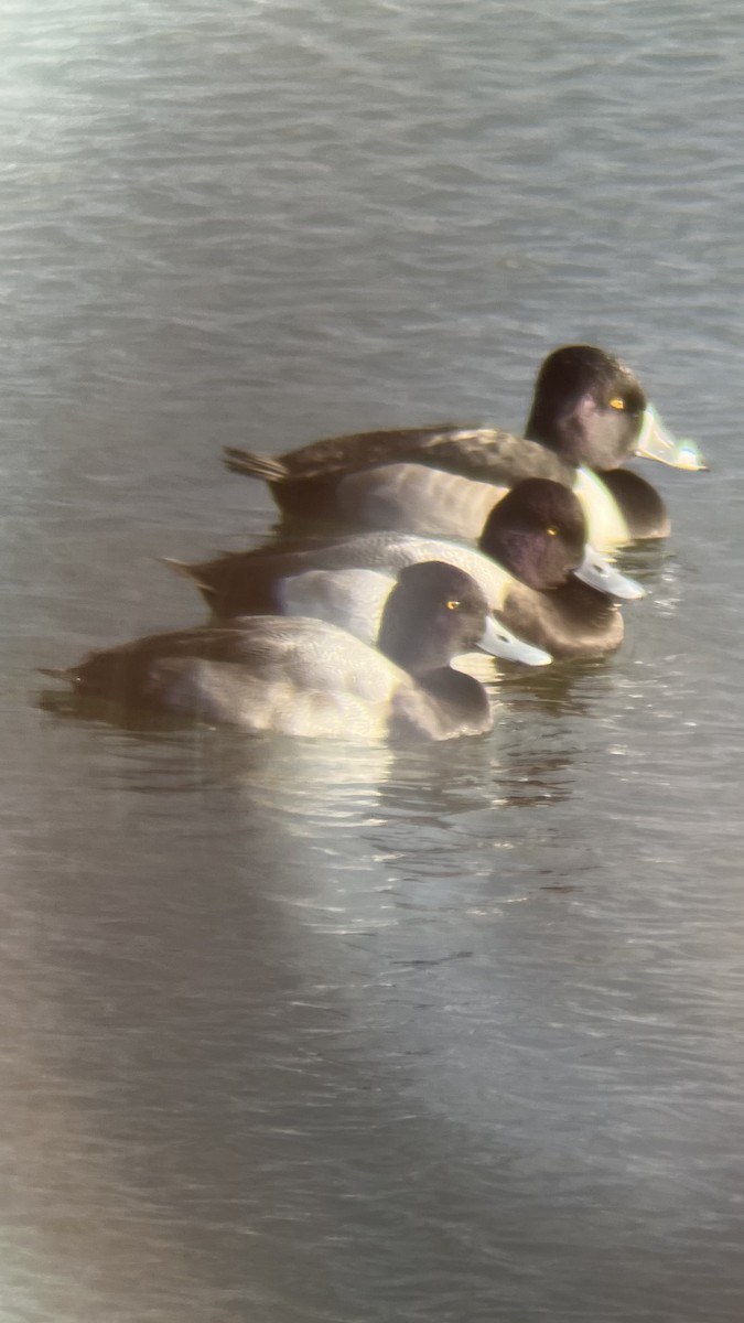 Murgilari txikia - ML646409006