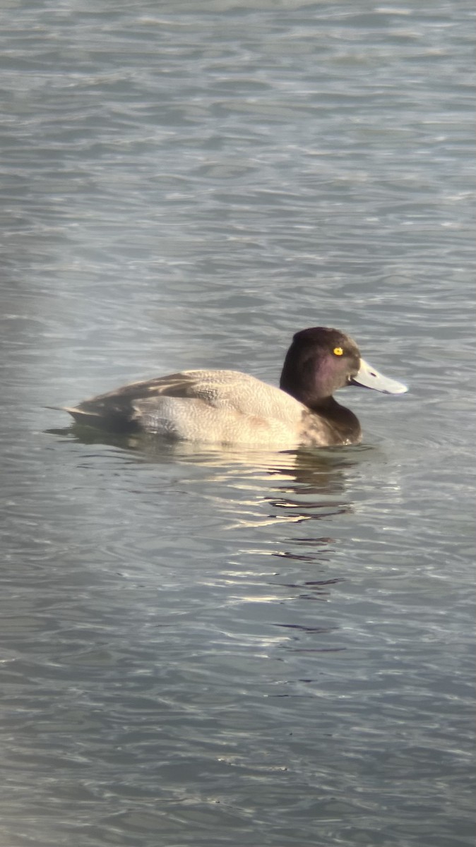 Murgilari txikia - ML646409007