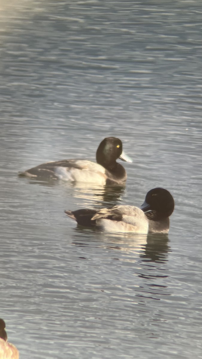 Murgilari handia - ML646409009