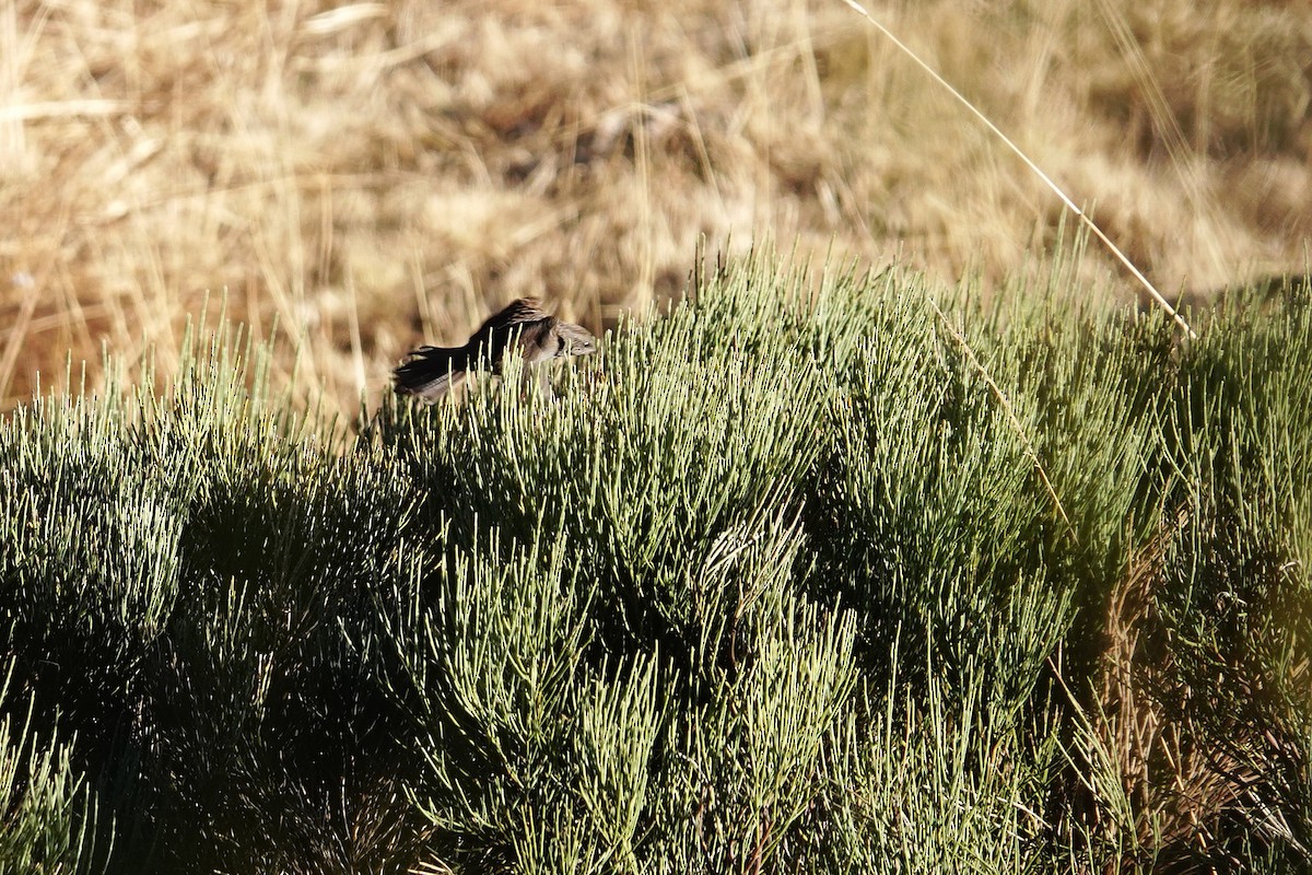 Dunnock - ML646409013