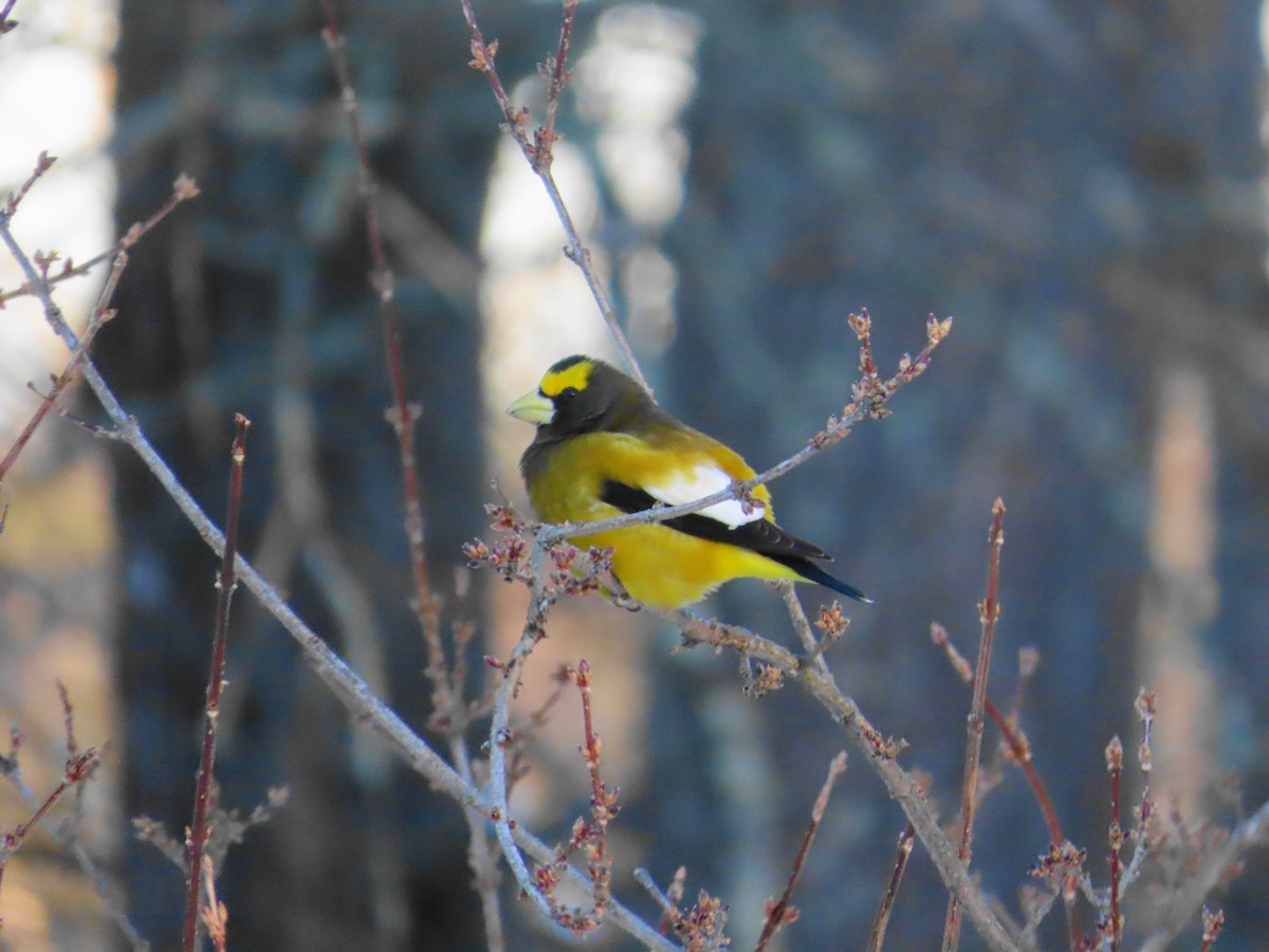 Evening Grosbeak - ML646409014