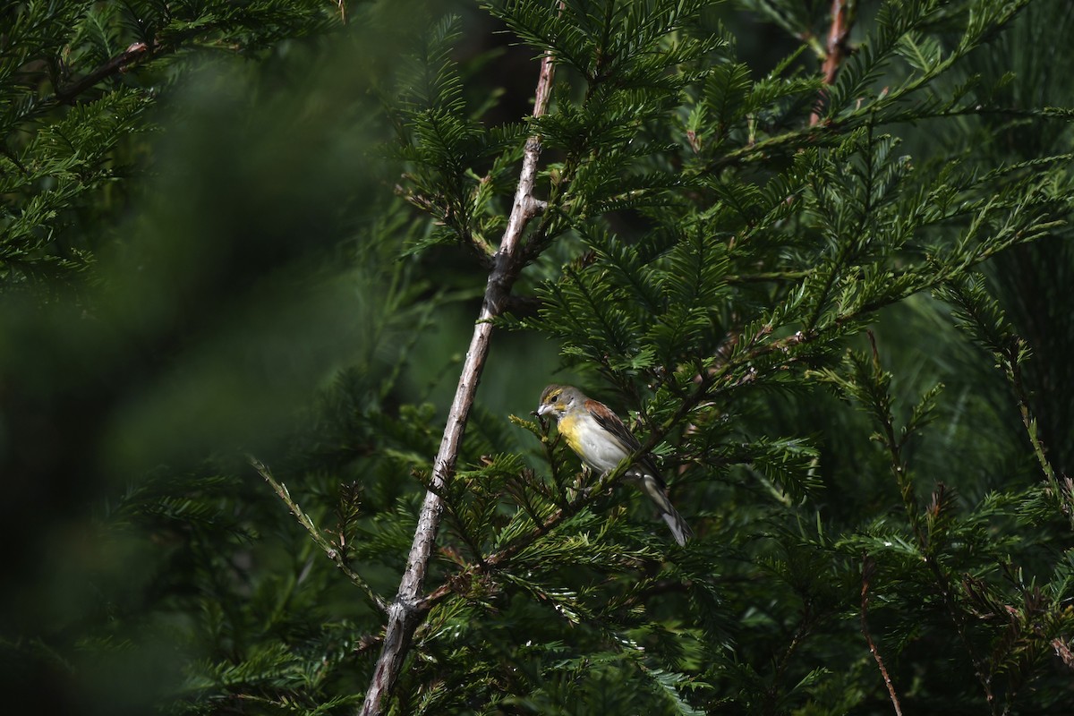 Dickcissel - ML646409015