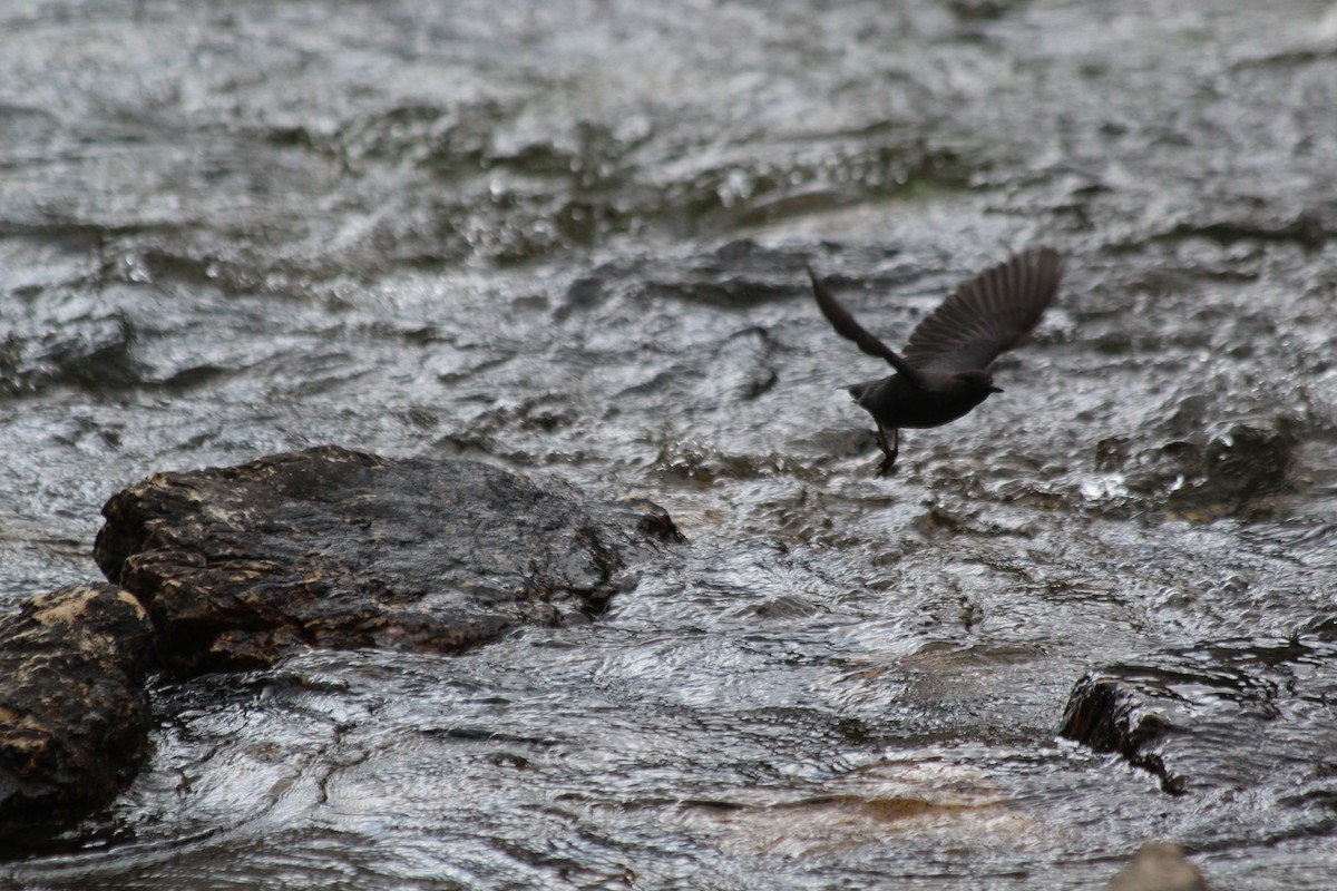 gråfossekall - ML646409016