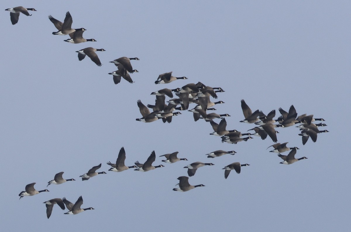 Canada Goose - ML646409017