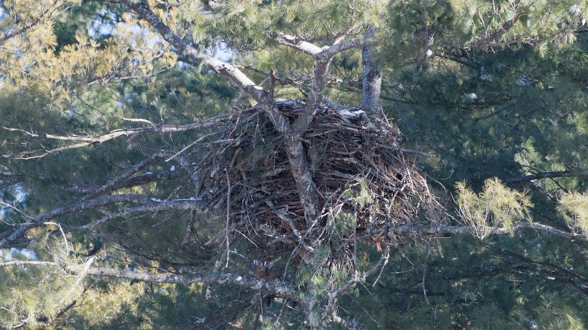 orel bělohlavý - ML646409018