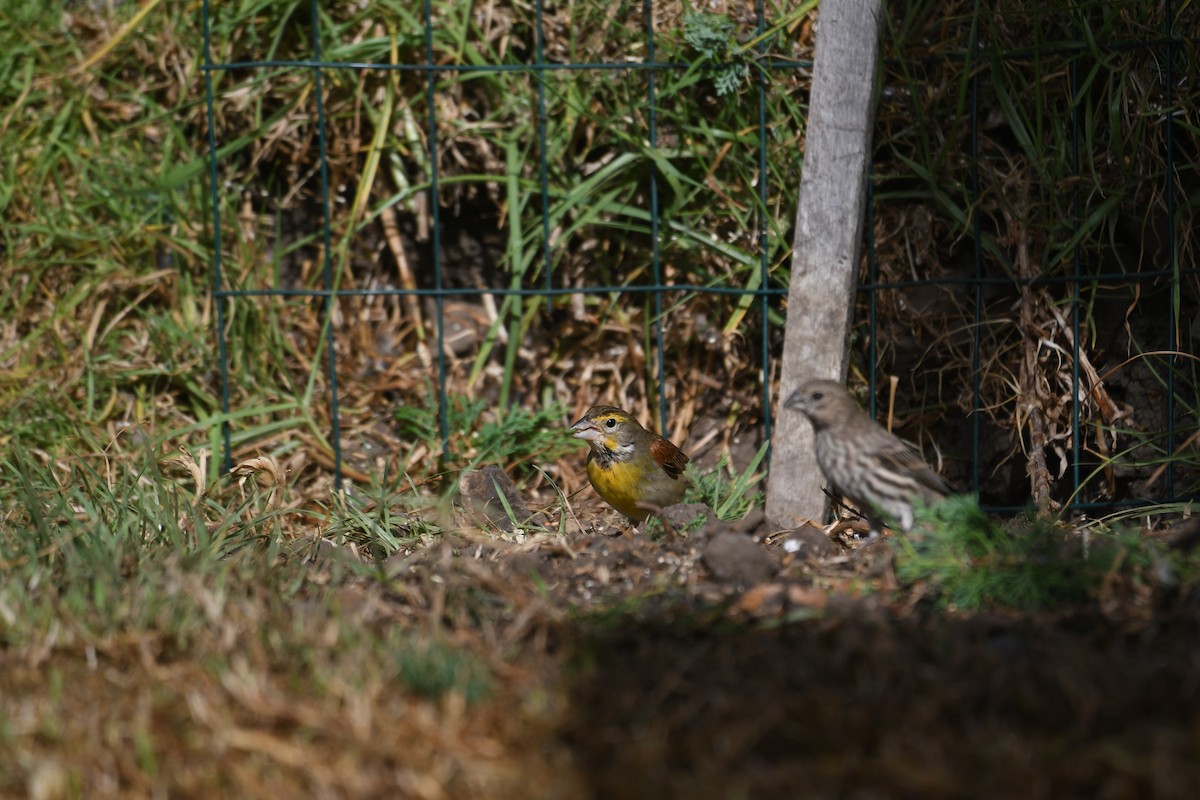 Dickcissel - ML646409019