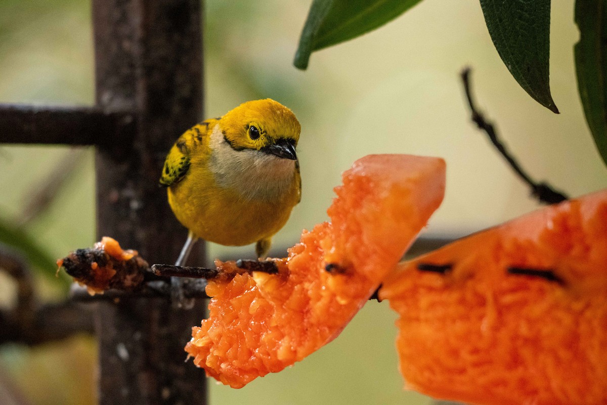 Silver-throated Tanager - ML646409022