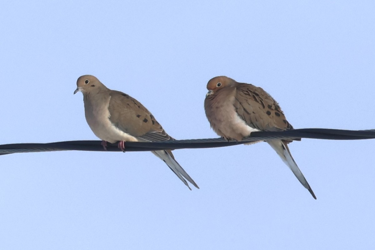 Mourning Dove - ML646409023