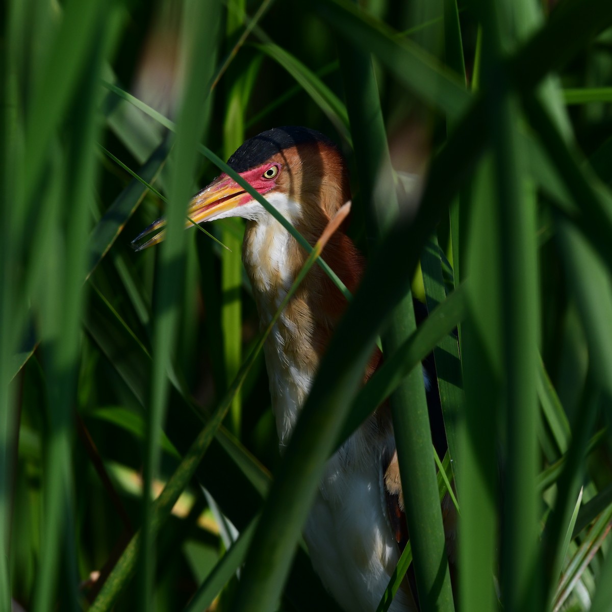 Petit Blongios - ML646409024