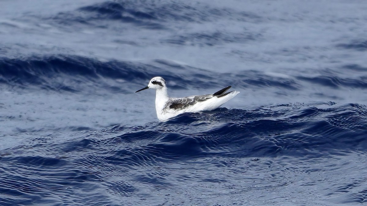 Red-necked Phalarope - ML646409025